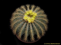 Ferocactus glaucescens 1369 